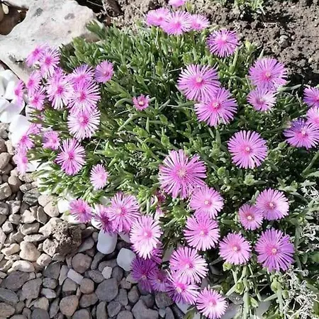 Lucky 2 Pensión Pavel Banya